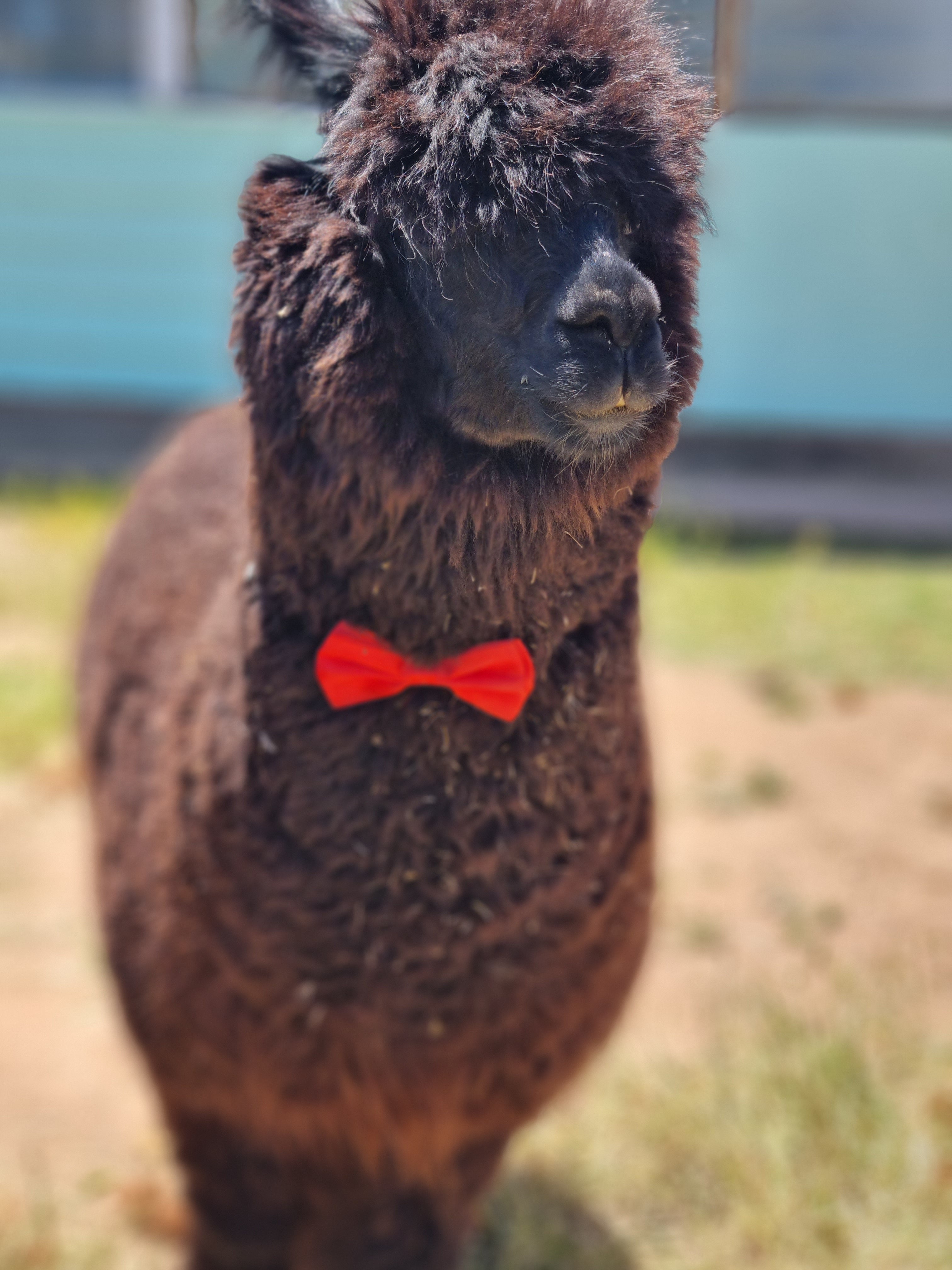 Sponsor an Alpaca | Quentin Park Alpacas & Studio Gallery